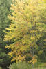 Fall Foliage in Otis, MA (2007)