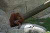 Orangutan at the Audobon Zoo