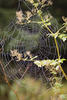 Spider Webs, Mushrooms and Red Leaves