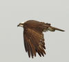 An Osprey in Flight