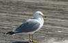 A Seagull on the Boardwalk at Jones Beach