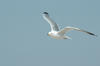 Flying Seagull
