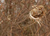 Abandoned Bird's Nest