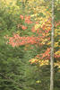 Fall Foliage in Otis, MA (2007)