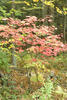 Fall Foliage in Otis, MA (2007)