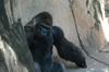 A Gorilla at the Audobon Zoo