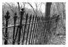Scary Fence, Nissequogue State Park
