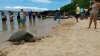 Sea Turtles on the Beach