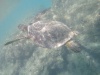A Sea Turtle We Saw While Snorkeling at Haunama Bay