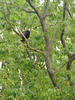 A Turkey Vulture