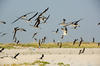 Birds at Nickerson Beach