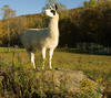 Llama Hiking w/ Berkshire Mountain Llamas