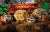 Funny Pumpkins