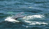 Whale Watching in Provincetown, MA