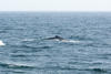 Whale Watching in Provincetown, MA