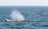 Whale Watching in Provincetown, MA