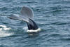 Whale Watching in Provincetown, MA