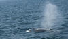 Whale Watching in Provincetown, MA