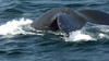 Whale Watching in Provincetown, MA