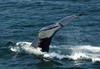 Whale Watching in Provincetown, MA