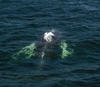 Whale Watching in Provincetown, MA