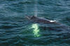Whale Watching in Provincetown, MA