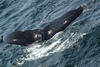 Whale Watching in Provincetown, MA