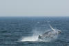 Whale Watching in Provincetown, MA
