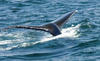 Whale Watching in Provincetown, MA