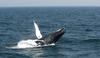 Whale Watching in Provincetown, MA