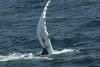 Whale Watching in Provincetown, MA