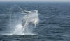 Whale Watching in Provincetown, MA