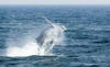 Whale Watching in Provincetown, MA