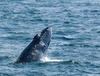 Whale Watching in Provincetown, MA