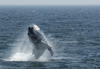 Whale Watching in Provincetown, MA