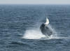 Whale Watching in Provincetown, MA