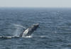 Whale Watching in Provincetown, MA