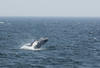 Whale Watching in Provincetown, MA