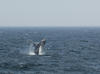 Whale Watching in Provincetown, MA