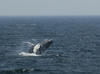 Whale Watching in Provincetown, MA