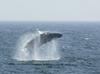 Whale Watching in Provincetown, MA
