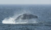 Humpback Whale Breaching (2)