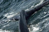 Humpback Whale Tail (2)