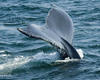 Humpback Whale Tail