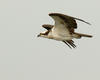An Osprey in Flight