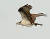 An Osprey in Flight