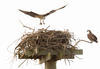 Osprey pair nesting